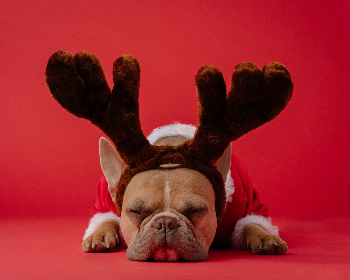 Dog with antlers on red background. An Anti-Burnout Holiday Strategy